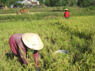 ruong-P-Tan[1]110903.jpg